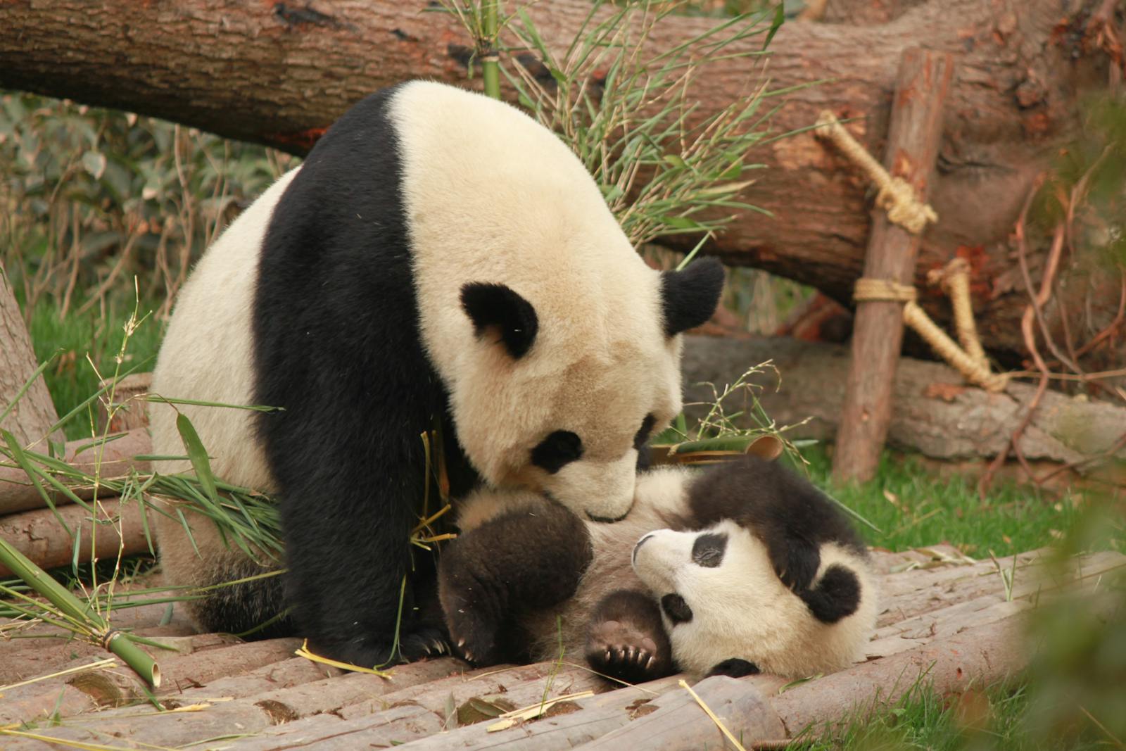 falda panda görmek